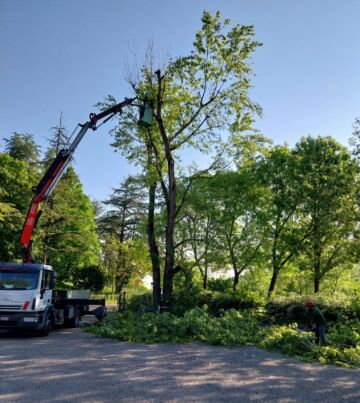 Leggi: &laquo;Taglio piante nel parcheggio della Pinetina.&hellip;&raquo;